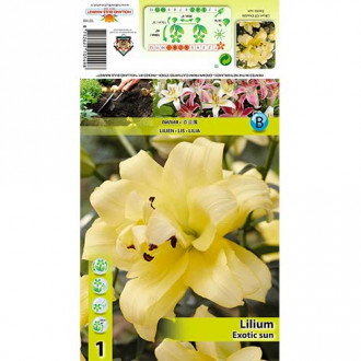 Лилиум Exotic Sun изображение 11