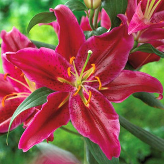 Лилиум източен Corvara изображение 16