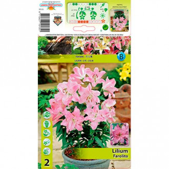 Лилиум източен Farolito изображение 14