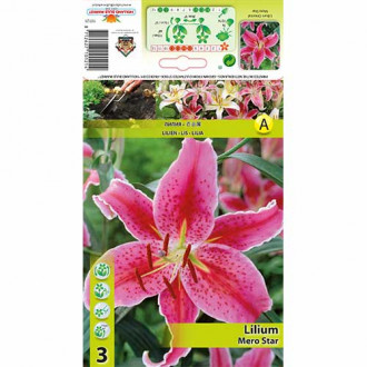Лилиум източен Mero Star изображение 7