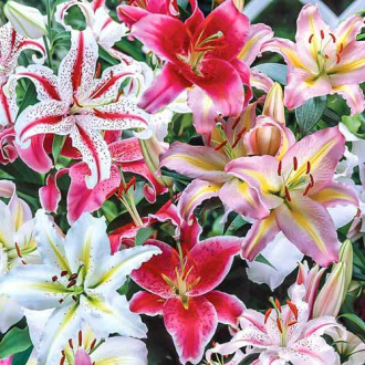 Лилиум източен Mixed изображение 18