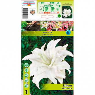 Лилиум източен orientalna Miss Lucy изображение 11