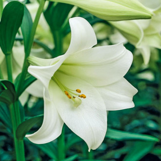 Лилиум Jules Verne изображение 4