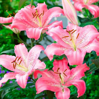 Лилиум Key West изображение 2