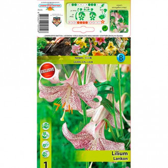 Лилиум Lankon изображение 17