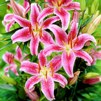 Crin Mero Star imagine 14