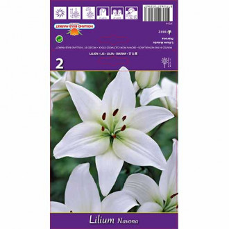 Лилиум Navona изображение 18