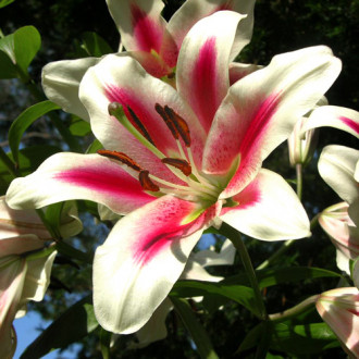 Crin Sonora imagine 3