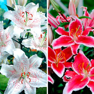 Super-ofertă! Set de Crin oriental, mix imagine 9