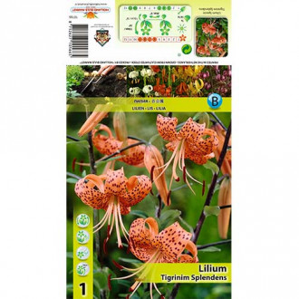 Лилиум Tigrinum Splendens изображение 4