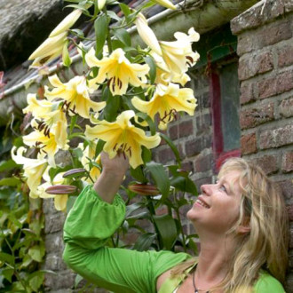 Crin gigant Yelloween imagine 2