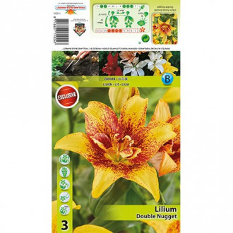 Лилия Double Nugget изображение 8