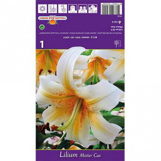 Лилия Mister Cas изображение 11