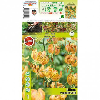 Лилия Peppart Gold изображение 13