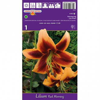 Лилия Red Morning изображение 14