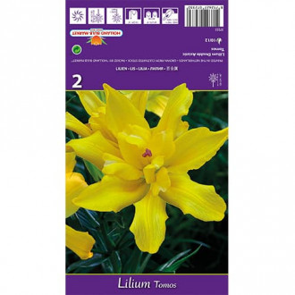 Лилия Tomos изображение 16