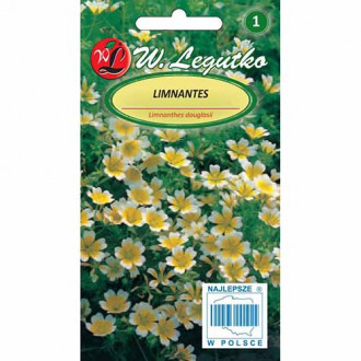 Floarea ou (Limnanthes) bicolor imagine 3