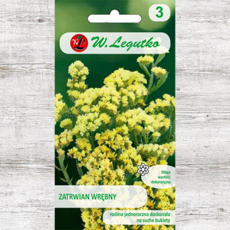 Limonium sinuatum (Sărăturică) galben Legutko imagine 10