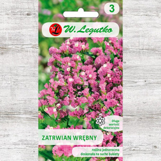 Limonium sinuatum (Sărăturică) roz Legutko imagine 9