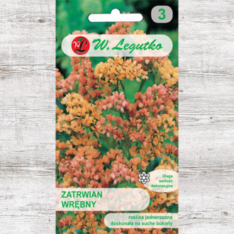 Limonium sinuatum (Sărăturică) somon Legutko imagine 11