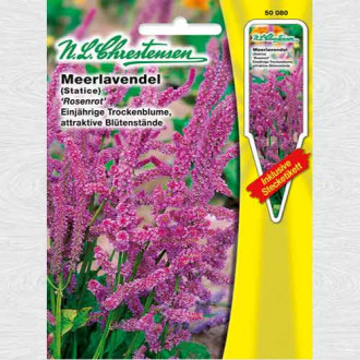 Limonium suworowii Rosenrot imagine 14