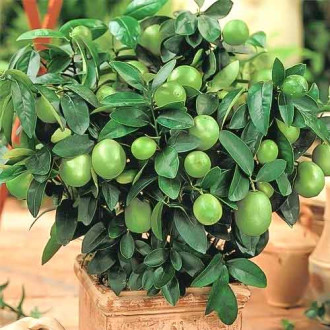 Limonka Mexican Lime interface.image 1
