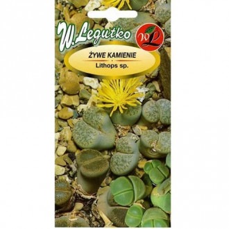 Lithops (Piatră vie), mix multicolor imagine 1