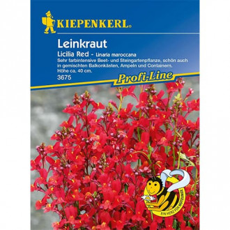 Len Licilia Red interface.image 1
