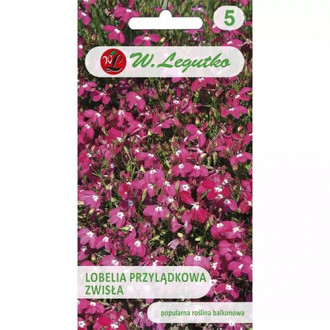 Lobelia curgătoare de ghiveci imagine 8