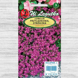Lobelia curgătoare roșie Legutko imagine 6