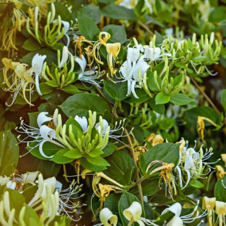 Lonicera periclymenum Graham Thomas, С2 imagine 11