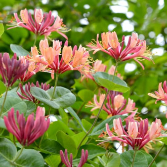 Лоницера American Beauty, P9