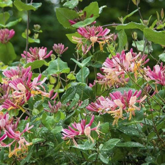 Лоницера Goldflame, С2 изображение 11