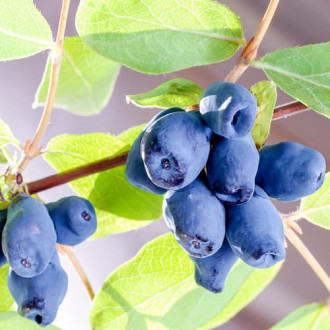 Лоницера (ядлива) Sinogłaska, P9 изображение 6