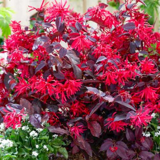 Loropetalum Fire Dance imagine 1