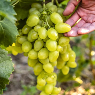 Лоза Arkadia, Р9 изображение 6