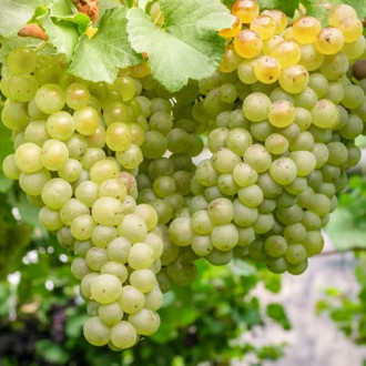 Лоза Aurora, P9 изображение 15