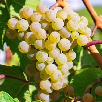 Лоза Bianca, Р9 изображение 2