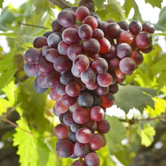 Лоза Canadice, Р9 изображение 18