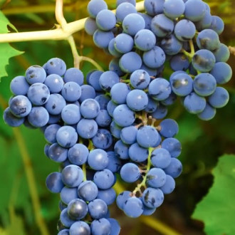 Лоза Cascade, Р9 изображение 14