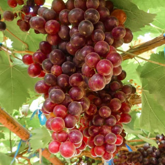 Лоза Kalina Red, Р9 изображение 13