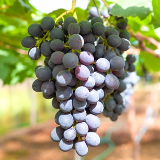 Лоза Kodrianka, Р9 изображение 14