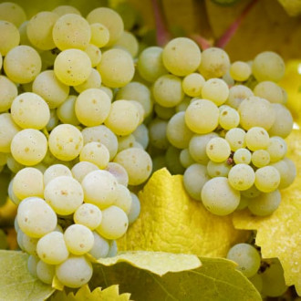 Лоза Lilla, Р9 изображение 17