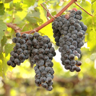 Лоза New York Muscat, Р9 изображение 17