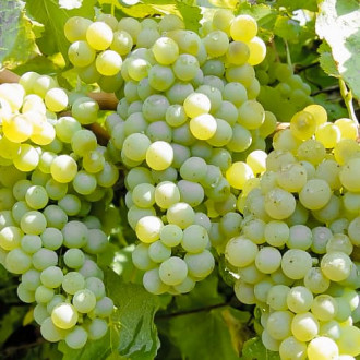 Лоза Ontario, P9