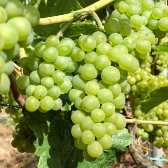 Лоза Perła Zalii изображение 4