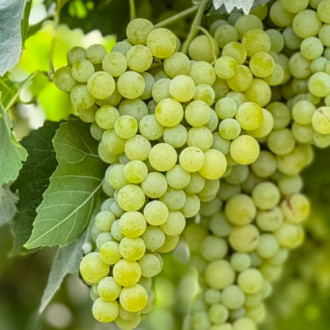 Лоза Solaris, Р9 изображение 4