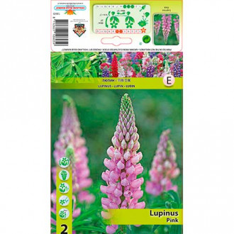 Łubin Pink interface.image 10