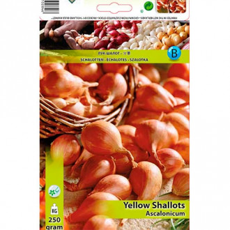 Лук шалот жълт изображение 1