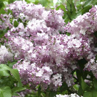 Люляк Hortensja изображение 9